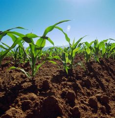 Mexico --- Rows of early-growth sweet corn plants in field. --- Image by © Scott Sinklier/Corbis