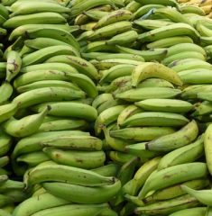 platanos