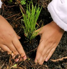 reforestacion-con-manos-4