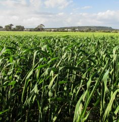 grass_field_green_landscape_rural_cyprus_cavo_greko_field_spring-817785