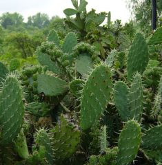 1-Nopal