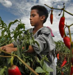 1744293_FG_0605_mexico_farm_labor_fields_03_DPB