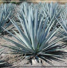 agave