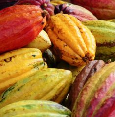 web-cacao-pods