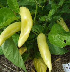 aji-blanco-cristal-6