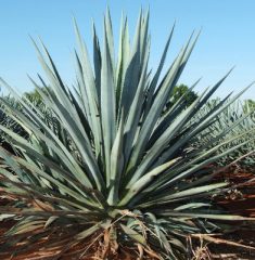 Agave-Cropped