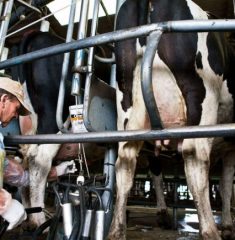 leche-vaca-tambo.jpg_501420591