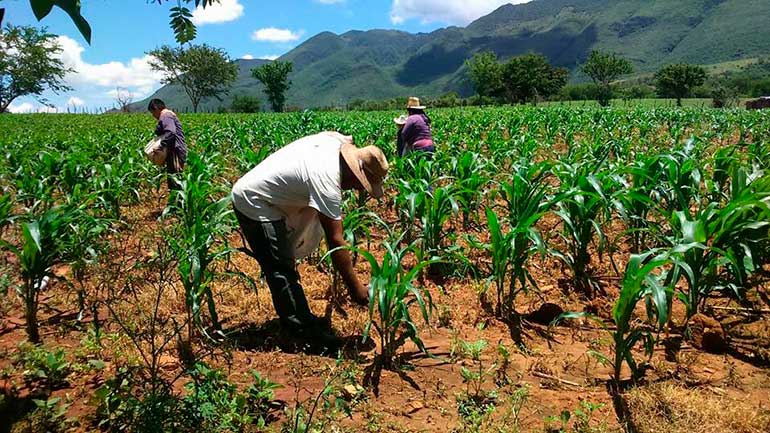 El campo no se detiene más de 51 mil productores han recibido