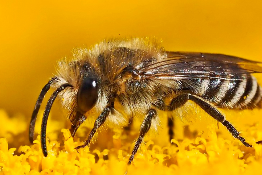 La muerte de las abejas y el Tren Maya - Ruraltv