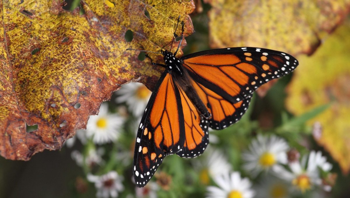 EU desiste de declarar a la mariposa monarca especie en peligro de