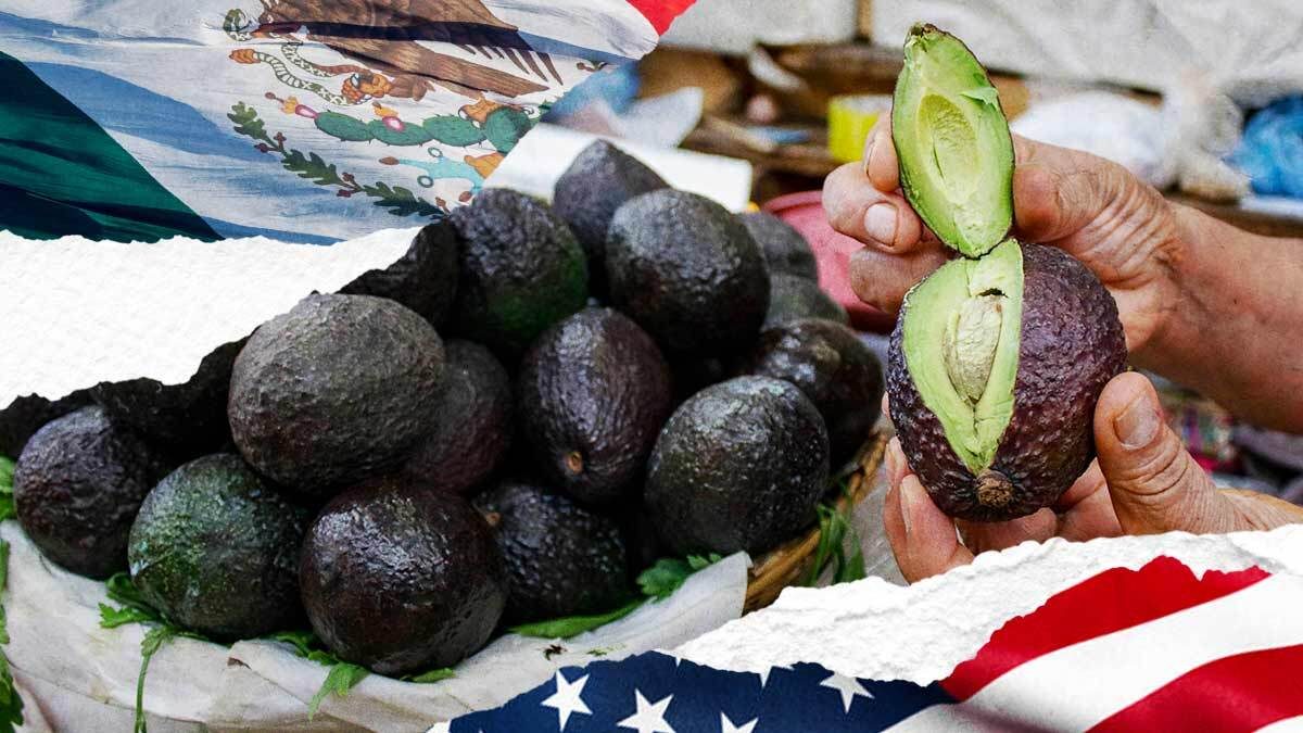 Estados Unidos Suspende Las Inspecciones De Aguacates Y Mangos En