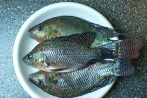 44498375-pescados-reci-n-pescados-tilapia-de-acuicultura-locales-en-un-plato-blanco-listo-para-su-receta-de-c