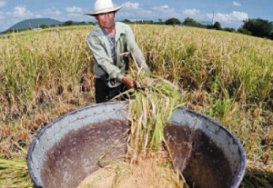 sube-cultivo-de-arroz