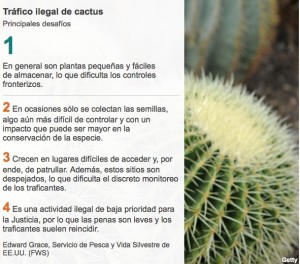 4-cactus