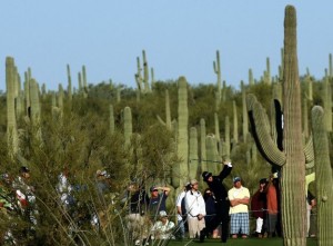 Los saguaros, símbolo de los desiertos de Arizona, pueden llegar a medir 18 metros de alto, pero para eso precisan décadas y hasta un siglo de tiempo.