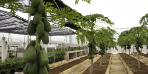 Kanput y Chakput, nuevas variedades de papaya en México