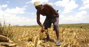 Farmer gathers arid corn crops on his farm in Kwale
