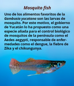 mosquito_fish