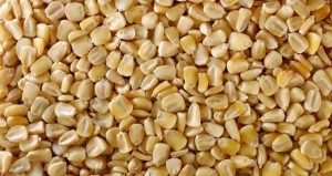 semilla-de-maiz-620x330-300x159