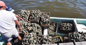 La extracción desmedida de parte de pescadores ‘piratas’ acaba con el único banco ostrícola en la Laguna de Términos