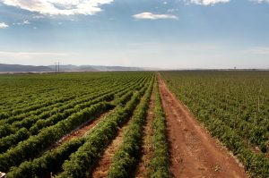 Campos de jitomate rojo en Ensenada Baja California. México 2012 Foto: Lizeth Arauz