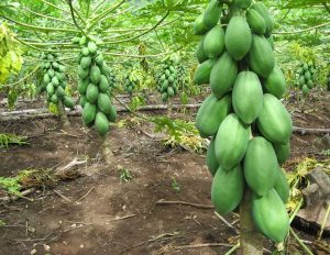 papaya-tainung