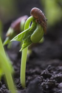 Beans sprouting from the ground