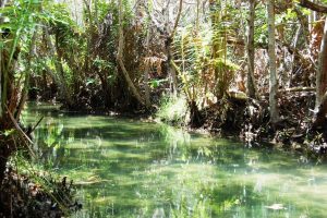 manglar san crisanto