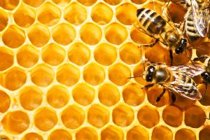 abejas-cera-de-abejas-164714