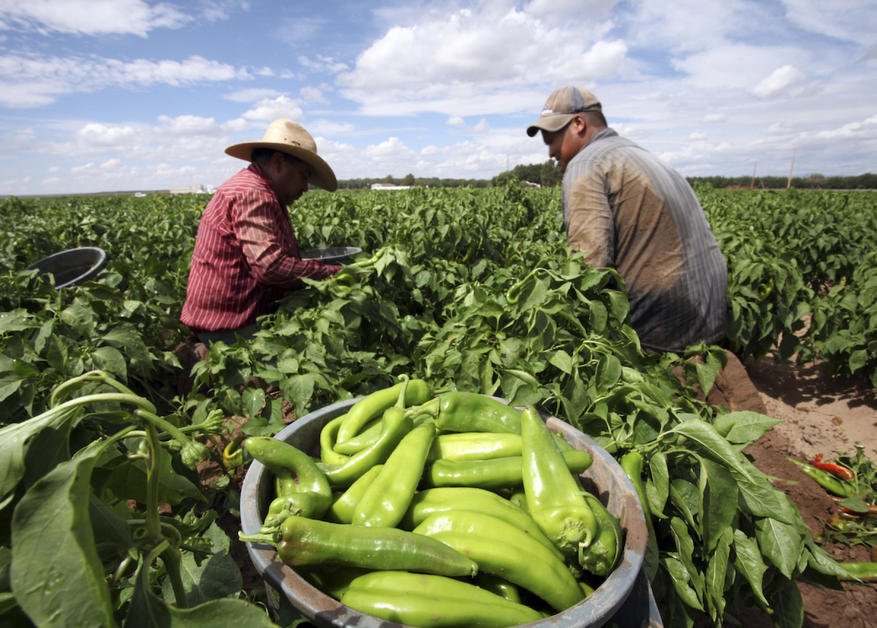 What Crops Are Grown In Chihuahua Mexico