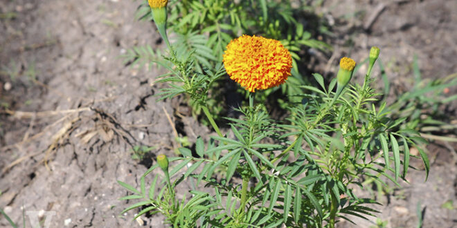Agoniza flor de muerto: lluvias y COVID-19 afectaron la producción de  cempasúchil - Ruraltv