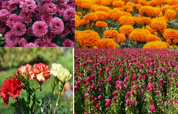 Cinco flores más empleadas para las festividades del Día de Muertos -  Ruraltv